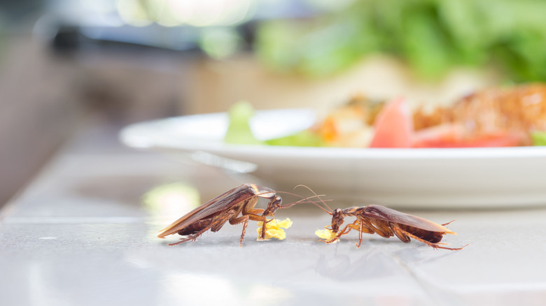 Two cockroaches eating leftover food on a counter