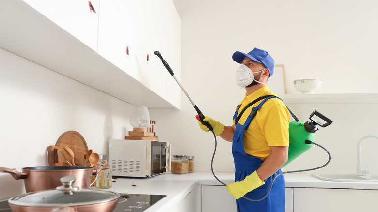 Pest control professional wearing a mask and using a tool to remove roaches from a kitchen cabinet