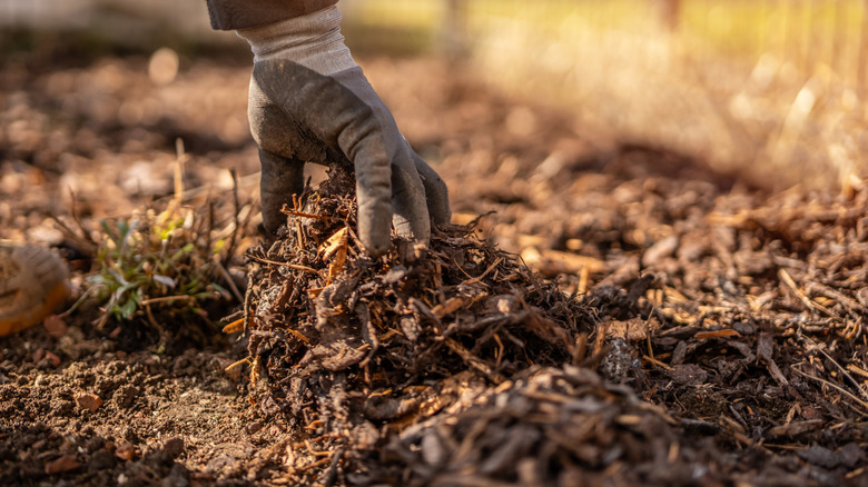 Gloved hand is spreading mulch