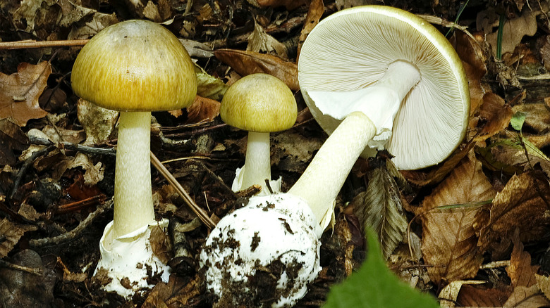 Death cap mushrooms