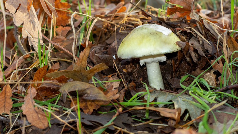 Death cap mushroom under leaves