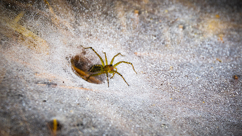 Grass spider on funnel web