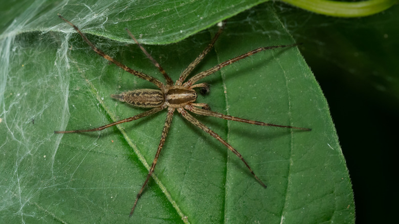 Grass spider on leaf