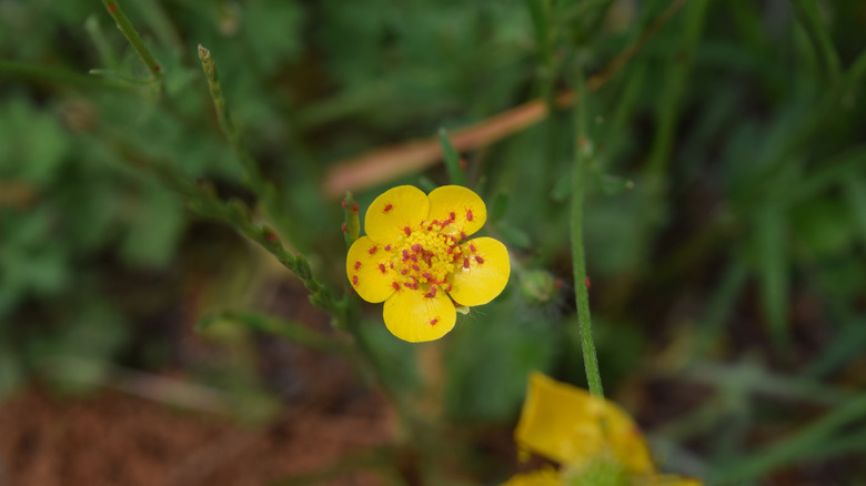 A man bending over holding a rake on one hand examines the fresh-picked blades of grass he holds in his other hand.