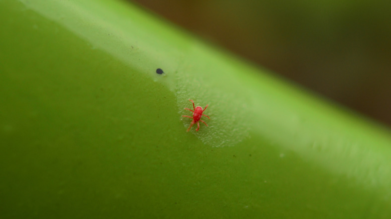 A tiny red chigger on a leaf.