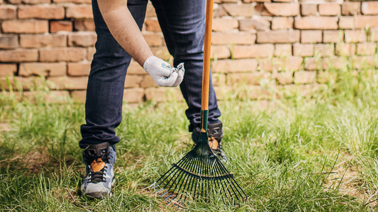 A man bending over holding a rake on one hand examines the fresh-picked blades of grass he holds in his other hand.
