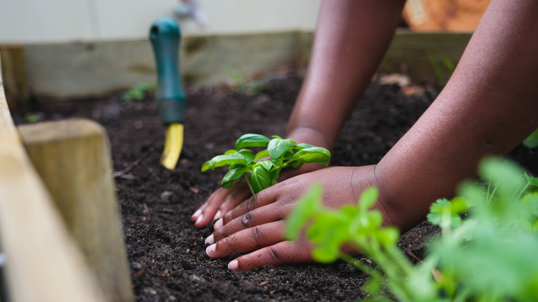 person planting basil