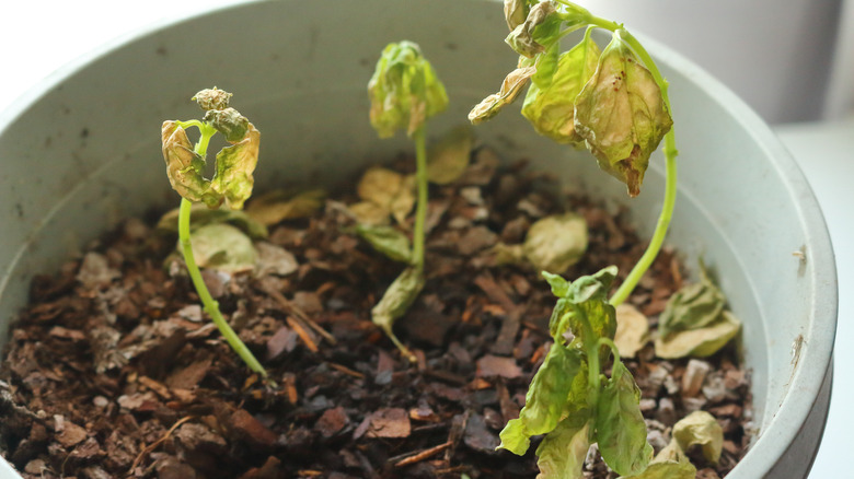 basil turning yellow