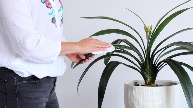 A person tending to a clivia plant by dusting the leaves