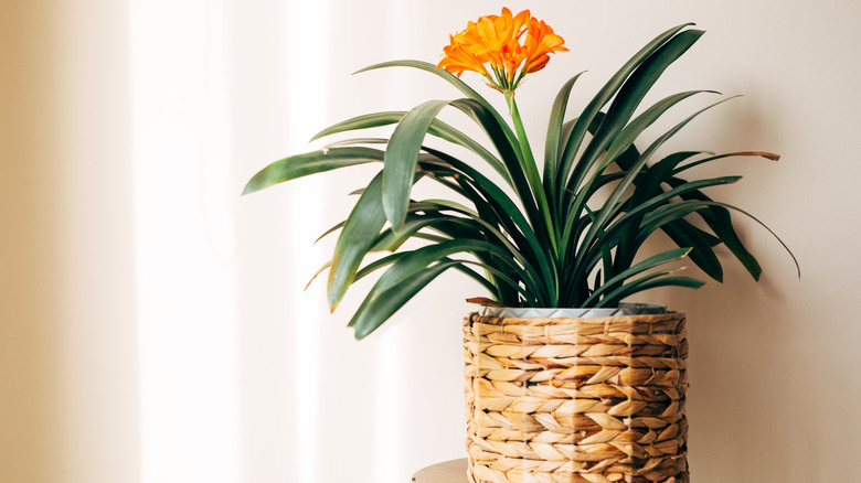 A flowering clivia in a rattan basket on a small round table