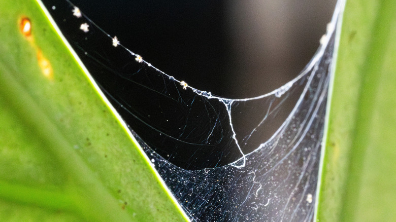 spider mite webbing on plant