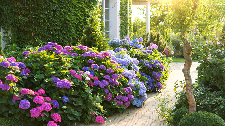 healthy hydrangeas in aesthetic yard