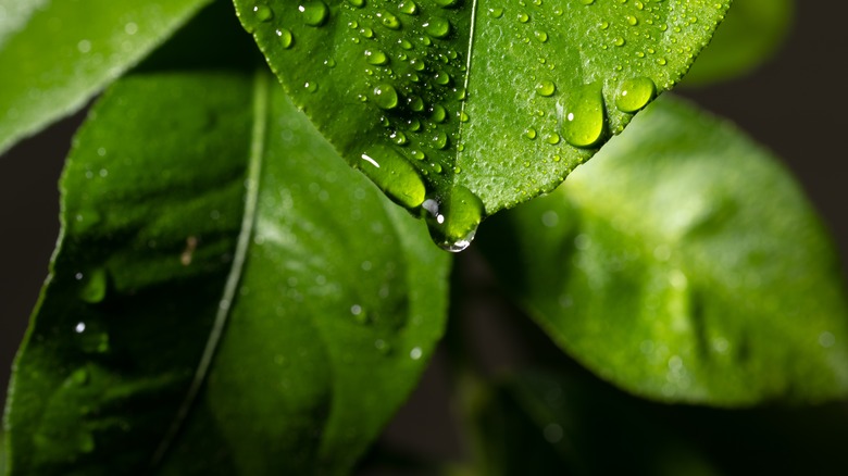 water on leaf