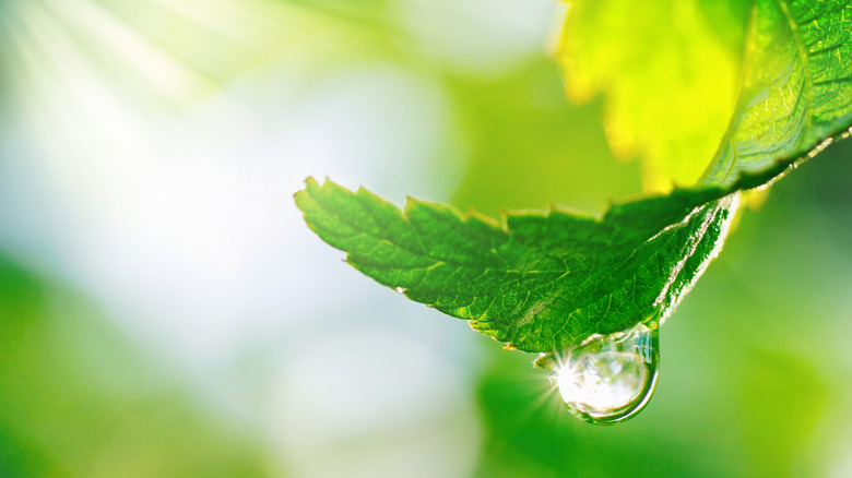 drop on leaf