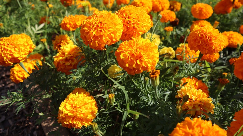 Golden marigolds in bloom