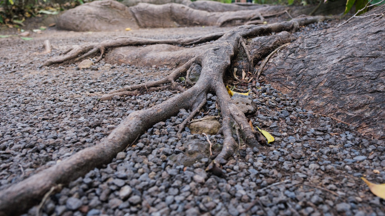 Roots of a tree invading a gravel path