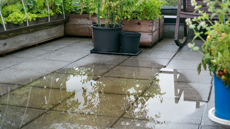 A puddle of water on a patio with plants nearby