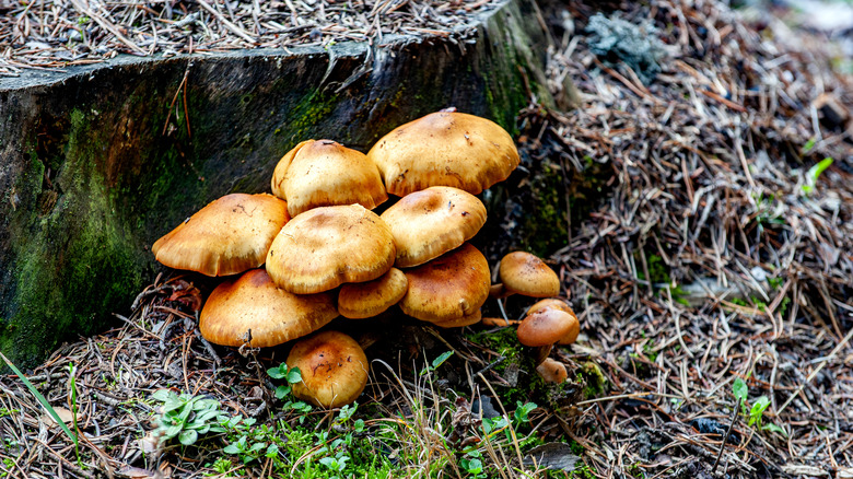 Honey fungus on tree stump