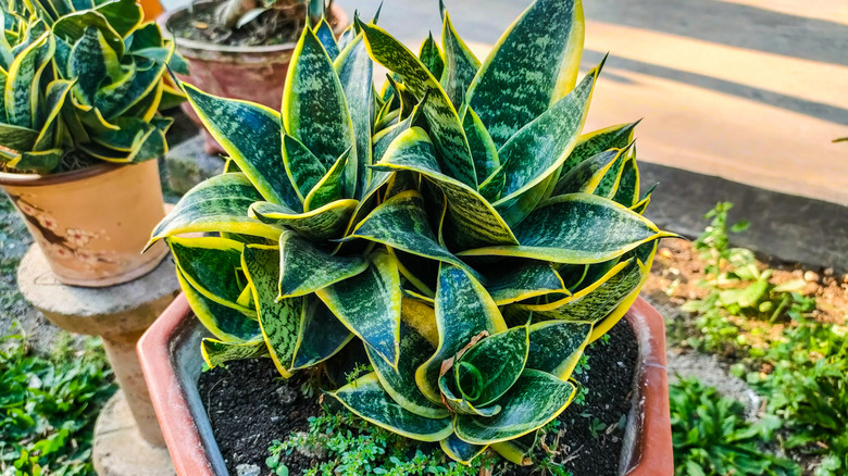 Picture of a Mother-in-law's tongue, or snake plant growing in a pot.