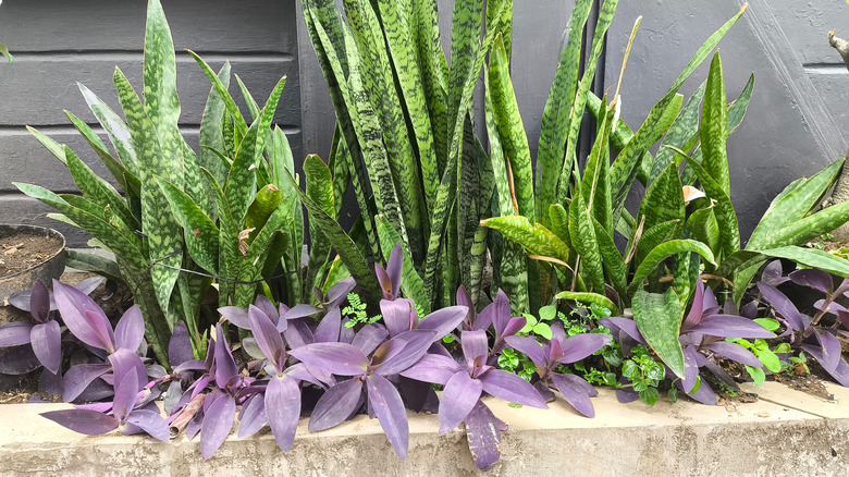 Snake plants growing alongside a purple ground cover