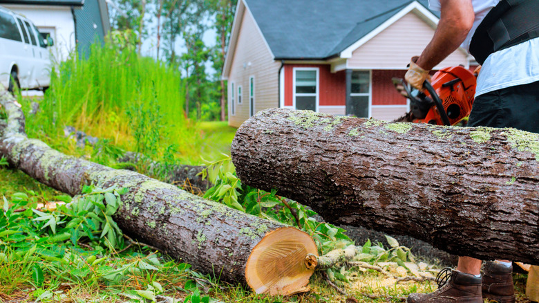 A person takes a chainsaw to a fallen tree that spans two yards