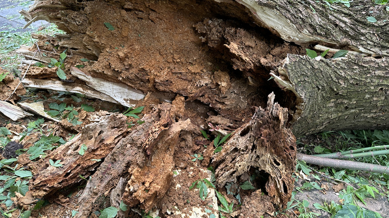 Close-up of a fallen tree trunk showing internal decay, with the wood appearing hollow and crumbled