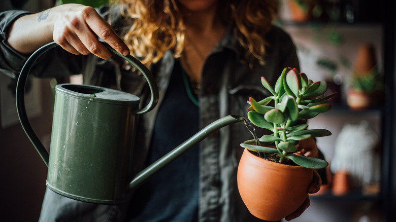 woman watering cactus