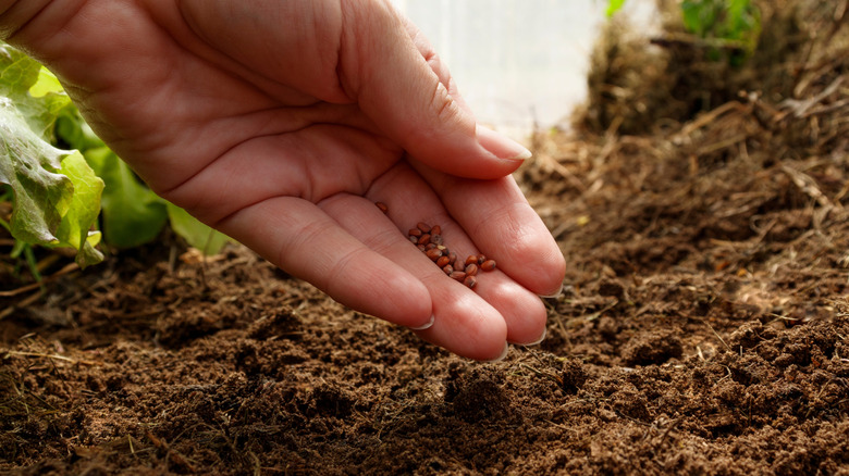 Closeup of hand planting seeds