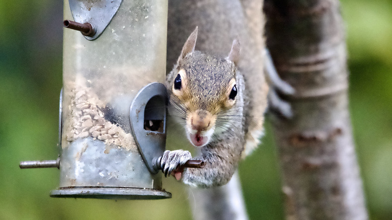 close up of squirrel eating from a bird feeder