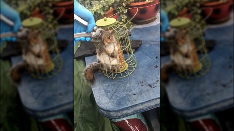 Man cutting wired bird cage feeder to free trapped squirrel
