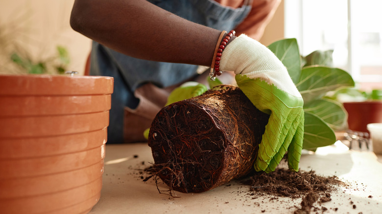 An African American gardener repots a houseplant.