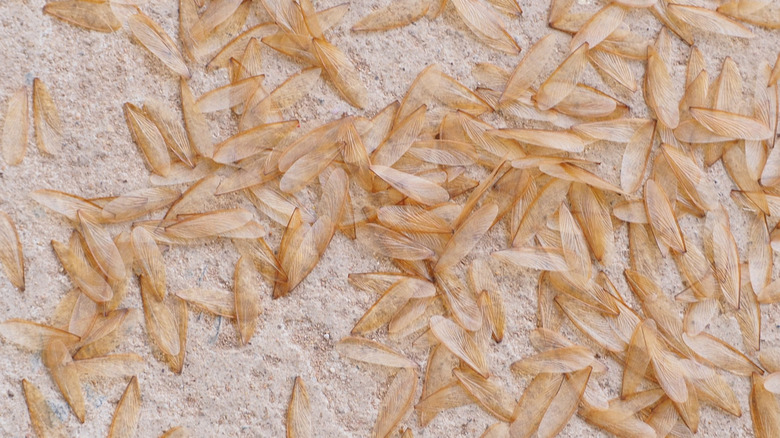Termite wings on a cement floor.