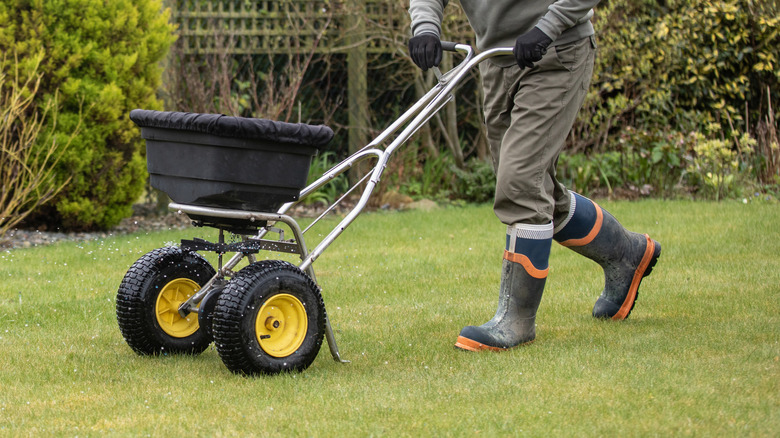 Gardener applying fertilizer on a lawn