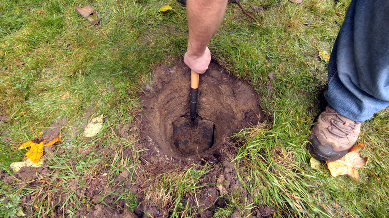 A man using garden tool on hole