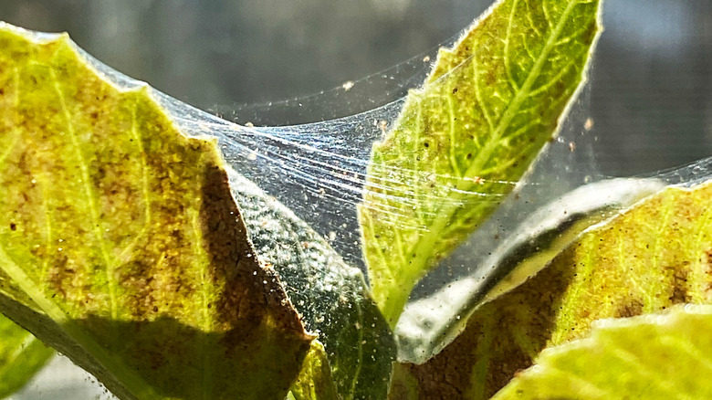 Spider mite webbing on leaves