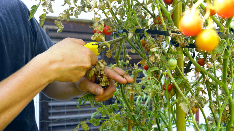 spider mite damage on a tomato plant