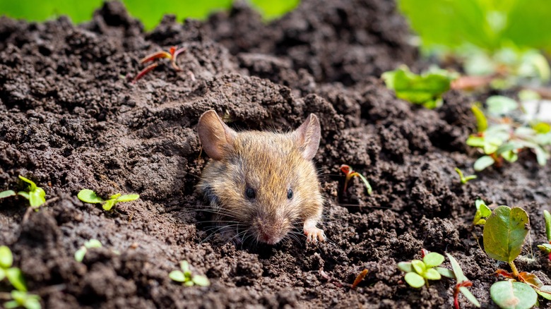 Rodent in soil