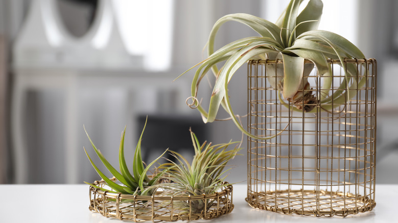 air plants in metal decor