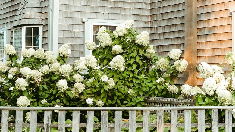 Hydrangea plants with white blooms growing behind a weathered wooden fence in late summer