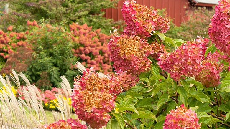 Autumn garden view with pink-red hydrangeas
