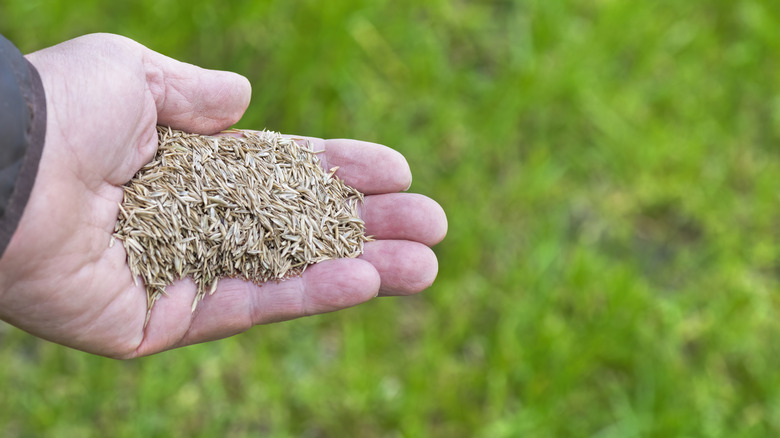 a hand holding grass seed over a green lawn