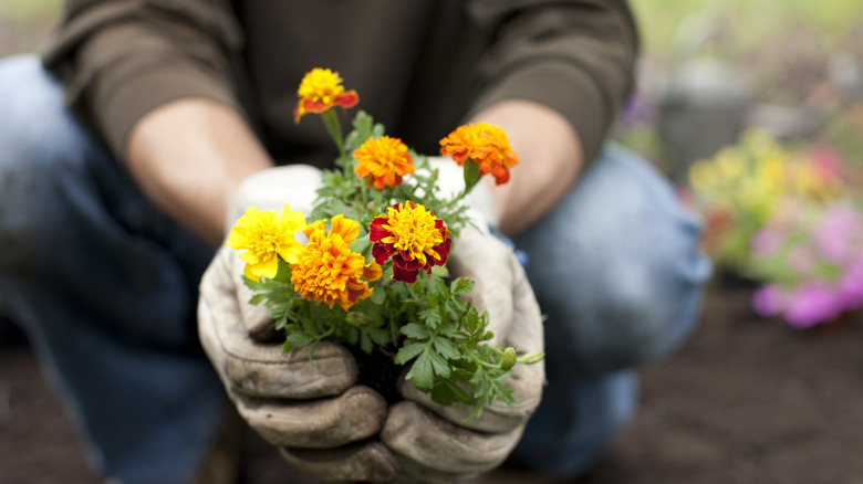 A gardener wearing gloves holds a marigold in his hands in the process of planting it