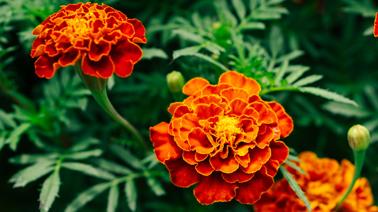 Orange marigolds, photographed from the top, are growing in a garden