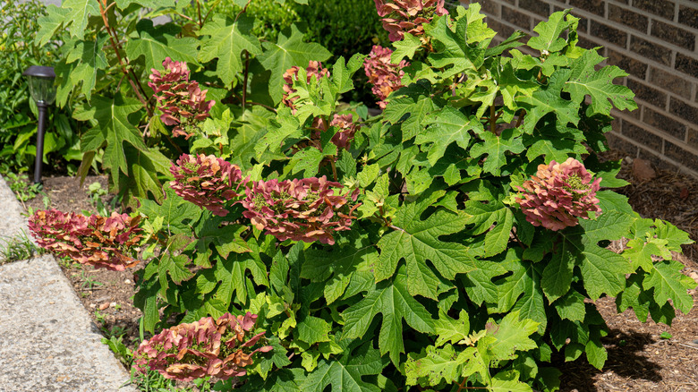 An oakleaf hydrangea shrub with aged, dark pink flowers