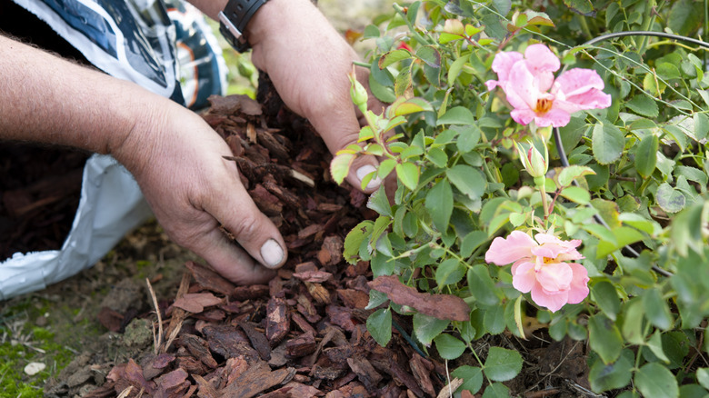 gardener uses bark to mulch around rose bush in anticipation of the winter
