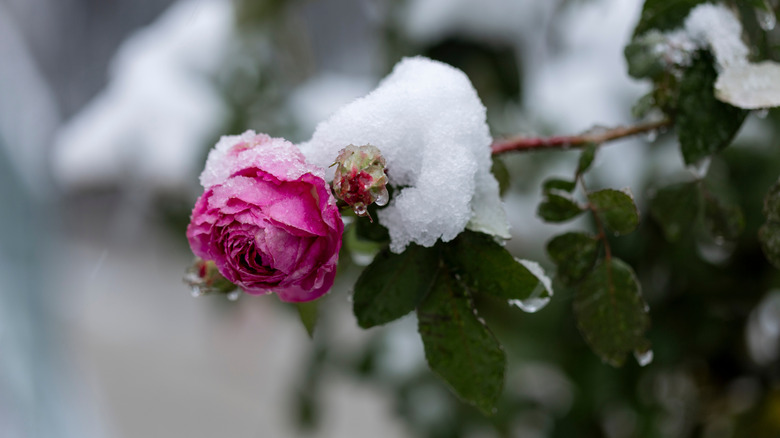 pink rose on bush covered with snow