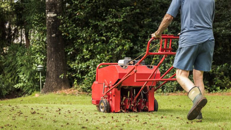 Man aerating lawn with soil plugs sitting on top of the grass