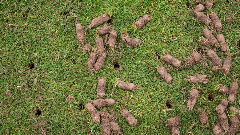 Close-up of soil plugs on lawn after aeration
