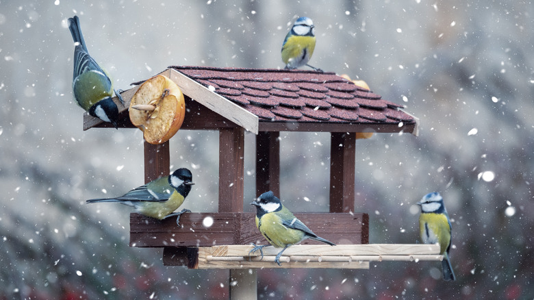 BIrds on feeder in winter