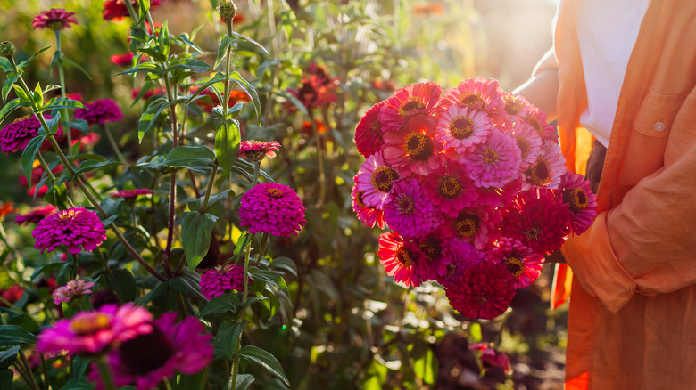 Person in an orange shirt picking a bouquet of pink and purple zinnias